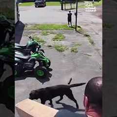 Funniest Animal Cam Moments of 2026... So Far! 🐕💥🎥
