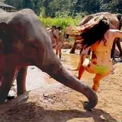 Mr. Elephant Swept Me Off My Feet?!