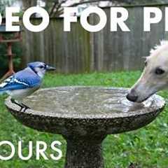 Cat TV for Pets to Watch 🐱 - Birds and Backyard Friends Beat the Heat in the Birdbath - Jul 02, 2026