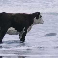 The Funniest and Most Humorous Farm ANIMAL Videos Ever!