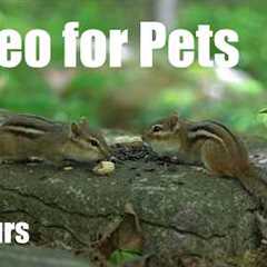 Cat TV for Pets to Watch 🐱  - 10 Hours of Chipmunks and Animals in the Forest - Jul 03, 2026