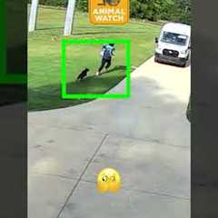 Are you nosy? Then watch these pets destroy stuff!