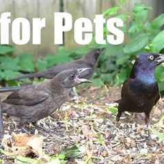 Saturday Morning Cartoons for Pets 🐱 - 10 Hours of Backyard Birds and Squirrels - Jul 04, 2026
