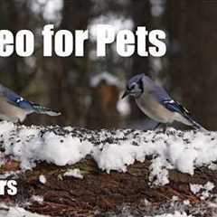 Cat TV for Pets to Watch 🐱 - 10 Hours of Beautiful Winter Scenes to Beat the Heat - Jul 05, 2026