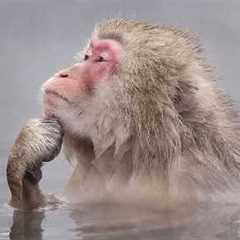 Funniest Animal Videos 2026 - You Never Know What Animals Will Do Next!