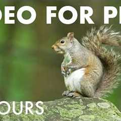 Cat TV for Pets to Watch 🐱 - 10 Hours of Birds and Critters in a Canadian Forest - Jul 06, 2026