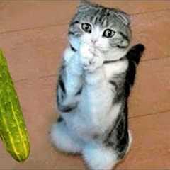 Funniest Cats and Dogs 🐱🐶TRY NOT TO LAUGH