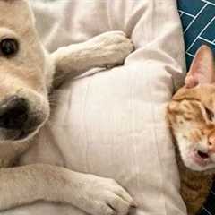 When Animals Go Wild: Funny & Crazy Moments Caught On Camera
