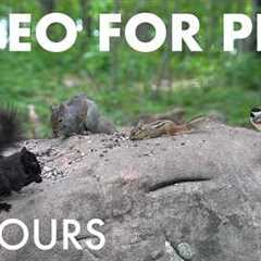 Cat TV for Pets to Watch 🐱 - 10 Hours of Birds, Squirrels and Forest Friends - Jul 07, 2026