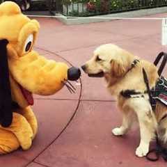 Heartwarming Tales of Animal Kindness That Will Make You Tear Up