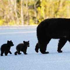 When Momma Bear Struggles with Cubs…🤣