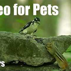 Cat TV for Pets to Watch 🐱 - 10 Hours of Woodpeckers, Chipmunks and Forest Friends - Jul 08, 2026