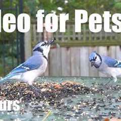 Cat TV for Pets to Watch 🐱 - 10 Hours of Jays, Chipmunks, Squirrels and More - Jul 09, 2026