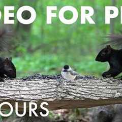 Cat TV for Pets to Watch 🐱 - 10 Hours of Squirrels and Forest Friends in Harmony - Jul 10, 2026