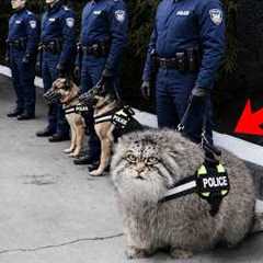 Funniest Animals and Police Moments Caught on Camera!