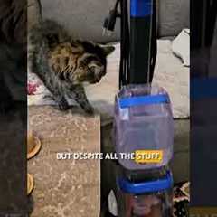 Paw Picks: Bissell TurboClean Pet Upright Carpet Cleaner