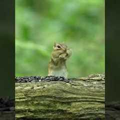 Chipmunk vs. Peanut