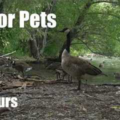 Saturday Morning Cartoons for Pets 🐱 - 10 Hours of Ducks, Geese and Gulls - Jul 11, 2026