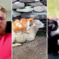 Cats Cats Cats! Hilarious and Silly Cat Fails