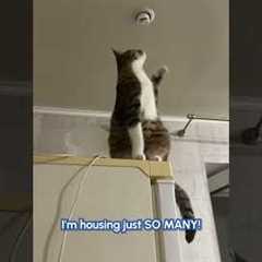 Cats! Cats! And More Cats!! | FUNNY Cat Videos!