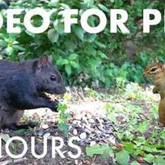 Cat TV for Pets 🐱 - Sunday Morning Brunch for Birds, Squirrels and Chipmunks - Jul 12, 2026
