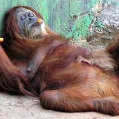 The Funniest and Most Dramatic Monkey Video You Never Expected!