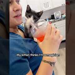 What is this sorcery?!! - this kitten seeing a slurpee in a straw for the first time ! 😹