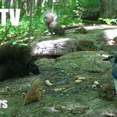 Chipmunks, Birds, Squirrels and Forest Animals in Harmony - 10 Hour Cat TV for Pets - Jul 13, 2026