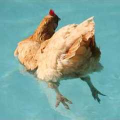 I Never Expected My Chickens To Be This Funny... 😂