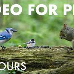 Cat TV for Pets to Watch 🐱 - 10 Hours of Chipmunks, Squirrels and Forest Friends - Jul 15, 2026