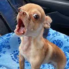 CHIHUAHUAS Dogs Get So Overdramatic They Deserve an Oscar 🏆