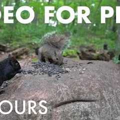 Cat TV for Pets to Watch 🐱 - 10 Hours of Birds, Squirrels and Animals in the Forest - Jul 16, 2026