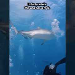 Shark Drops a ROCK On My Head 😮