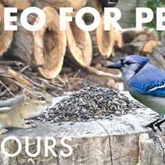 Cat TV for Pets to Watch 🐱 - 10 Hours of Chipmunks, Squirrels and Birds by the Beach - Jul 17, 2026