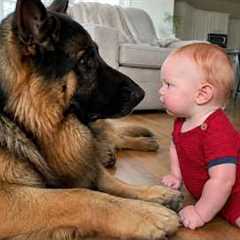 I Got a German Shepherd Dog...Then He Became Our Baby's Best Friend!