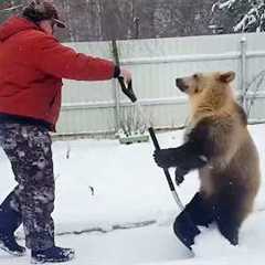 Animals Helping Humans In Ways You Never Expected...Try Not to Laugh! 😂