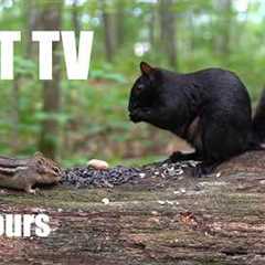 Saturday Morning Cartoons for Pets 🐱 - 10 Hour Forest Friends Edition - Cat TV - Jul 18, 2026