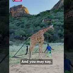 Animals Around the World!