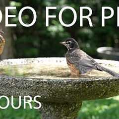 Cat TV for Pets to Watch 🐱 - 10 Hours of Backyard Chipmunks, Birds and Squirrels - Jul 19, 2026