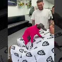 Italian greyhound cuddles customers at barber shop!