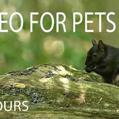 Cat TV for Pets to Watch 🐱 - 10 Hours of Chipmunks, Squirrels and Forest Friends - Jul 20, 2026