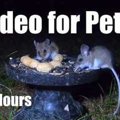 Cat TV for Pets to Watch 🐱 - 10 Hours of Mice at Night - Jul 21, 2026