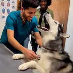 Overdramatic Animals Suddenly Realize They’re at the Vet 😂