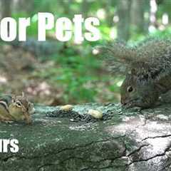 Chipmunks, Squirrels and Forest Friends - 10 Hour Cat TV for Pets to Watch 🐱 - Jul 22, 2026