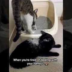 Stand up bro! STAND UP!! 😤💥🤦‍♂️😹 #Cats #Funny