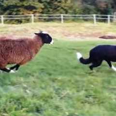 Hilarious Dogs Encounter Wild Animals for the First Time! 🤣