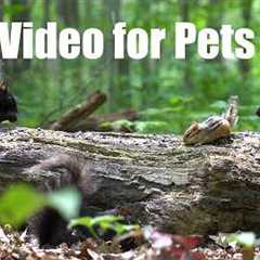 10 Hour Cat TV for Pets 🐱 - Chipmunks, Squirrels and Forest Friends in Harmony - Jul 23, 2026
