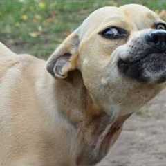 Bro... Seriously?! The Ridiculous DOG Videos You'll Watch Today 😂
