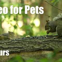 Relaxing Video for Pets and People - Birds, Squirrels and Chipmunks in the Forest - Jul 24, 2026