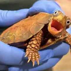I Never Expected a Turtle to Be This Funny... 😂